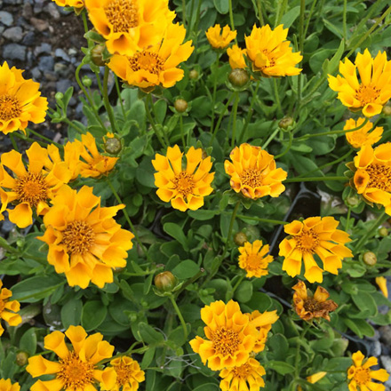 Coreopsis Dahl Baby