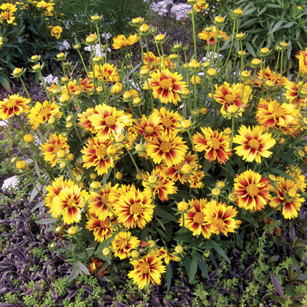 Coreopsis Enchanted Eve