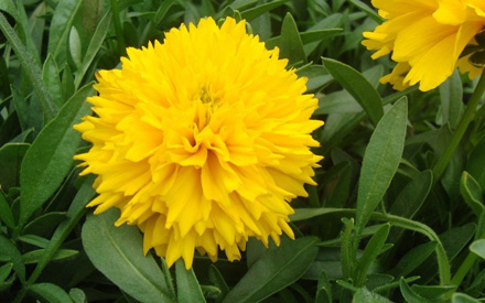 Coreopsis Golden Sphere