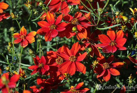 Coreopsis Sizzle & Spice Crazy Cayenne