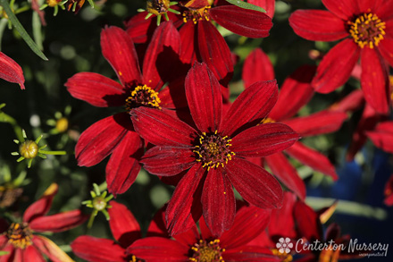 Coreopsis Sizzle & Spice Hot Paprika