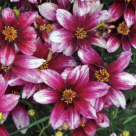 Coreopsis 'Sizzle & Spice Zesty Zinger'