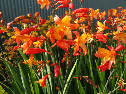 Crocosmia Orange Pekoe