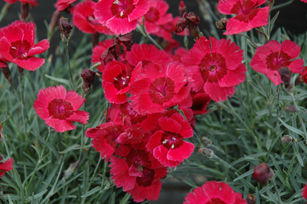 Eastern Star Dianthus