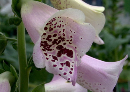 Camelot Lavender Foxglove