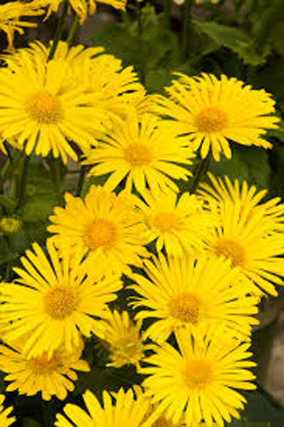 Doronicum Little Leo