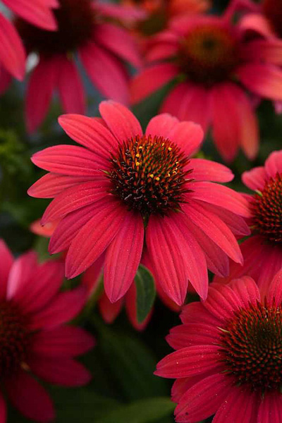 Echinacea Sombrero Baja Burgundy