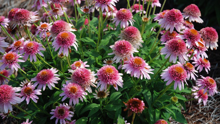 Echinacea Butterfly Kisses