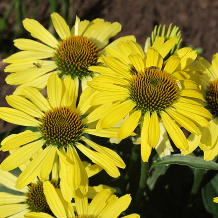 Echinacea Cleopatra