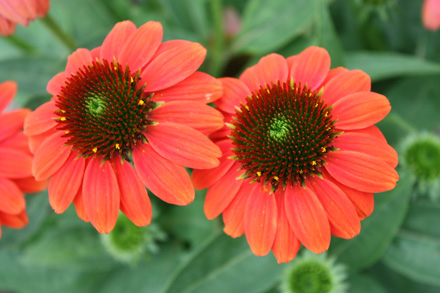 Echinacea 'Sombrero Hot Coral'