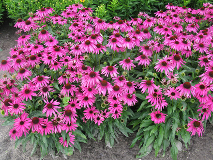 Echinacea Purple Emperor