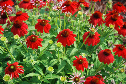 Echinacea Sombrero Salsa