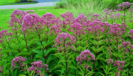 Eupatorium Little Joe