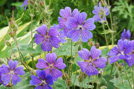 Geranium Phillippe Vapelle