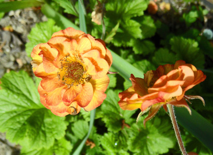 Geum Alabama Slammer