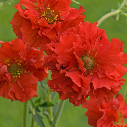 Geum Red Dragon