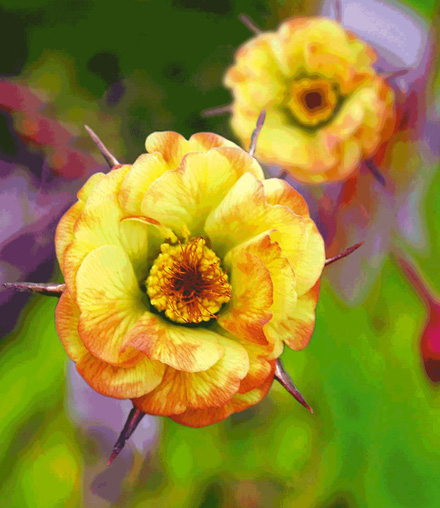 Geum Tequila Sunrise