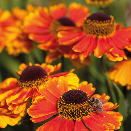 Helenium Mardi Gras