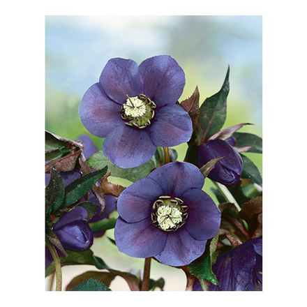 Helleborus Blue Metallic Lady