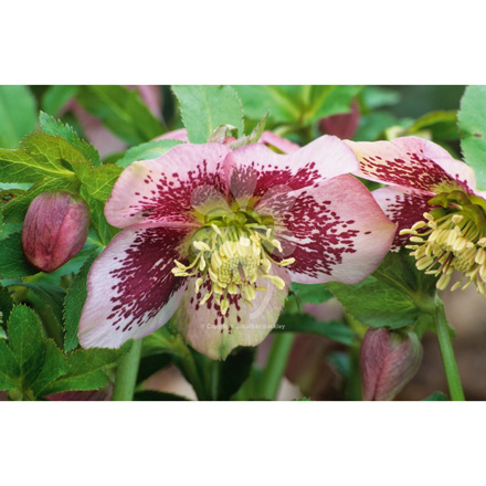 Helleborus Pink Spotted Lady