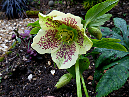 Yellow Lady Helleborus