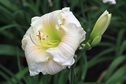 Trophytaker Daylily 'Porcelain Ruffles'