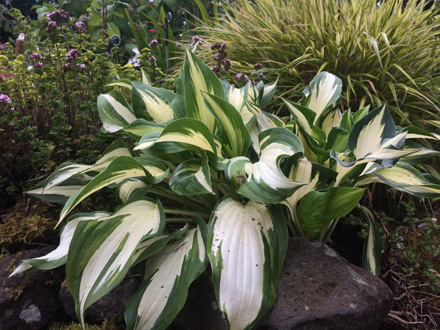 Hosta Christmas Candy