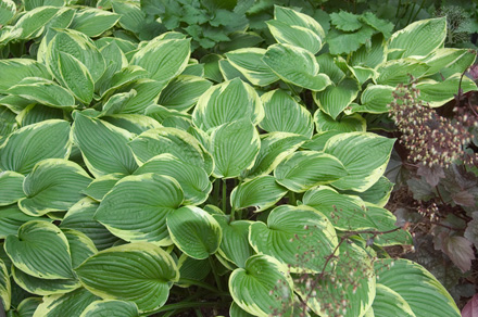 Hosta Ellerbroek