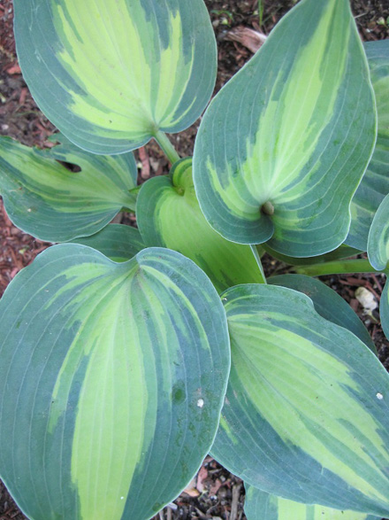 Hosta Grande Marquee