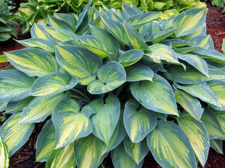 Hosta June