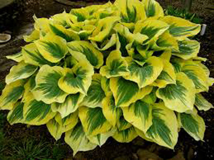 Hosta Liberty