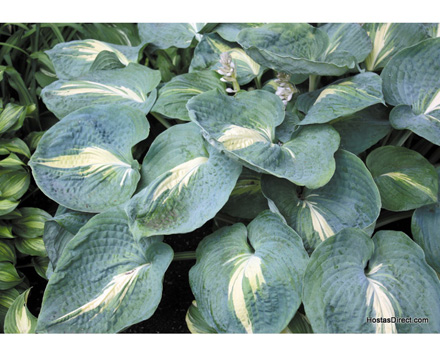 Hosta Thunderbolt