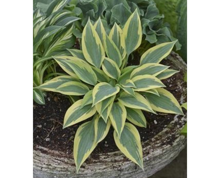 Hosta Virginia Reel