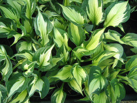 Hosta Whirlwind