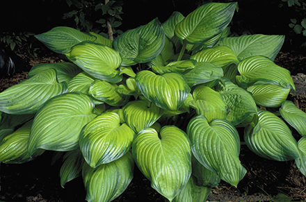 Hosta Guacamole