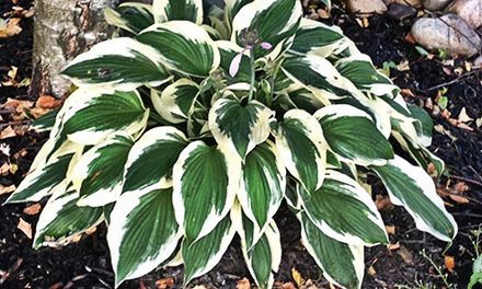 Hosta Minuteman