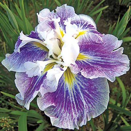 Iris Angel Mountain