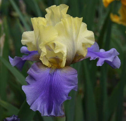 Iris Edith Wolford