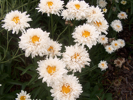 Leucanthemum Crazy Daisy