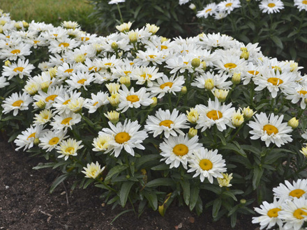 Shasta Daisy Cream Puff