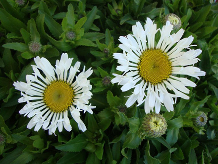 Shasta Daisy Lacrosse