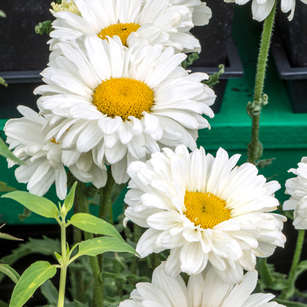 Shasta Daisy Victorian