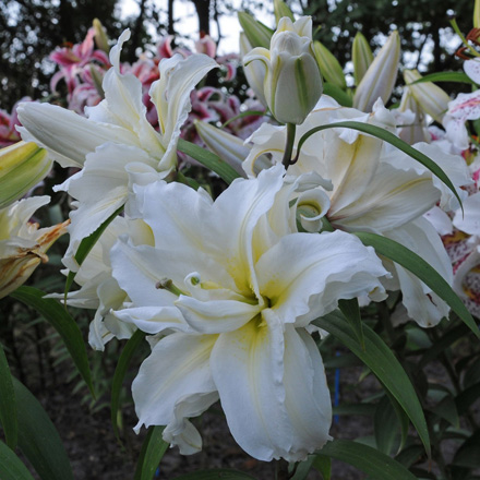 Lilium Roselily