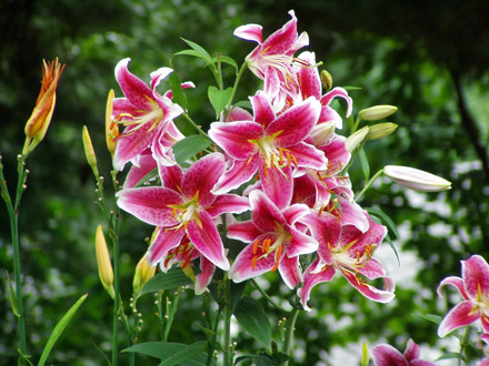 Lilium Stargazer