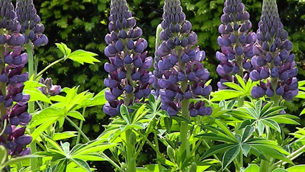 Lupine Gallery Blue