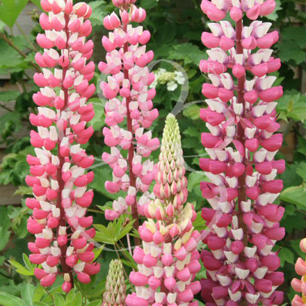 Lupine Chatelaine