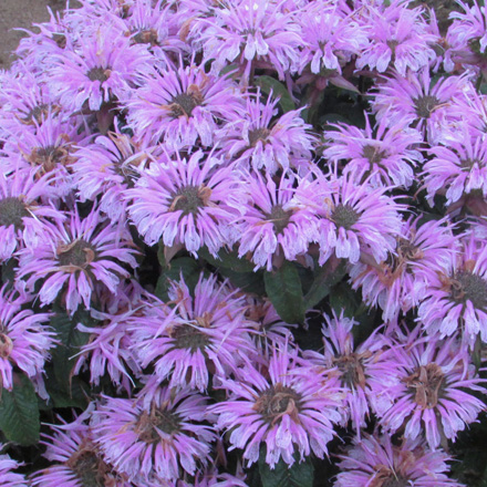 Monarda Cotton Candy