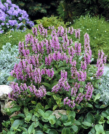 Nepeta Pink Cat