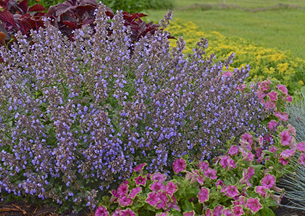 Nepeta Purssian Blue