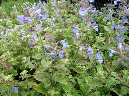 Nepeta Wild Cat